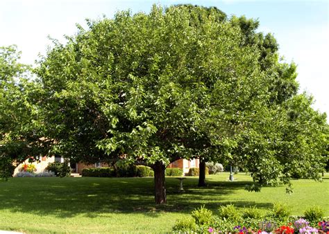 full grown fruitless mulberry tree.